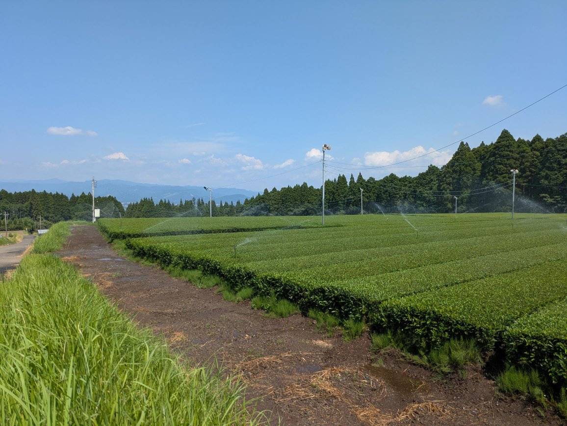 スプリンクラーによる散水の様子