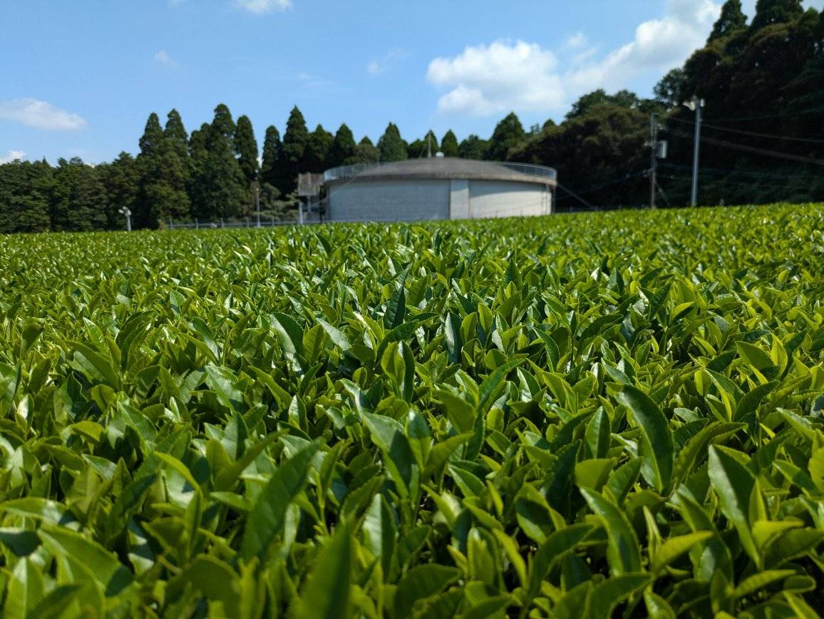 茶園とファームポンドの様子