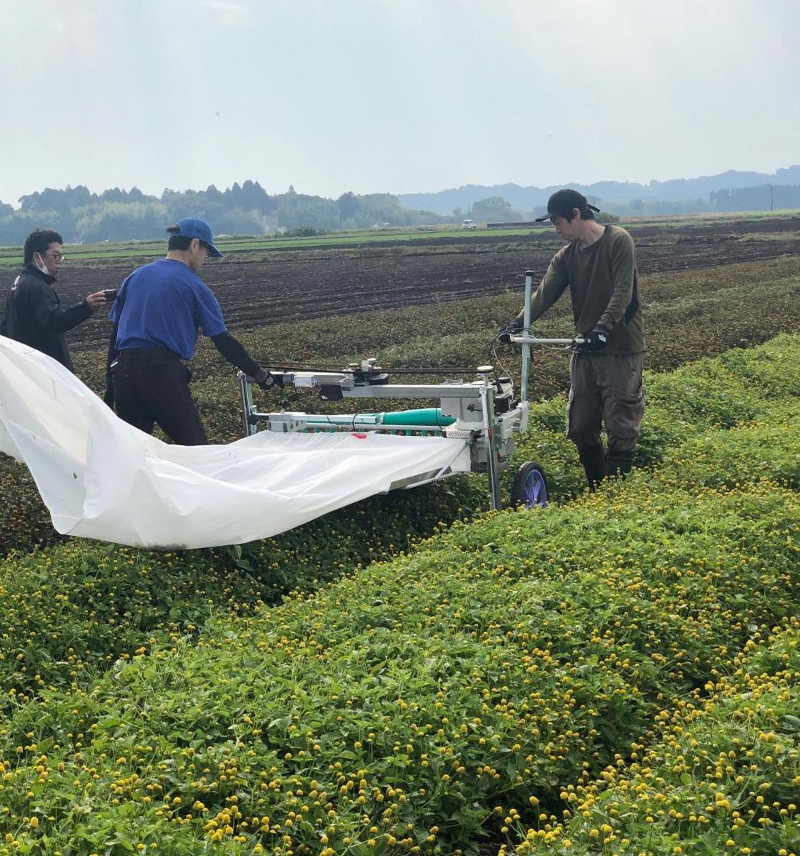 キバナオランダセンニチ風景
