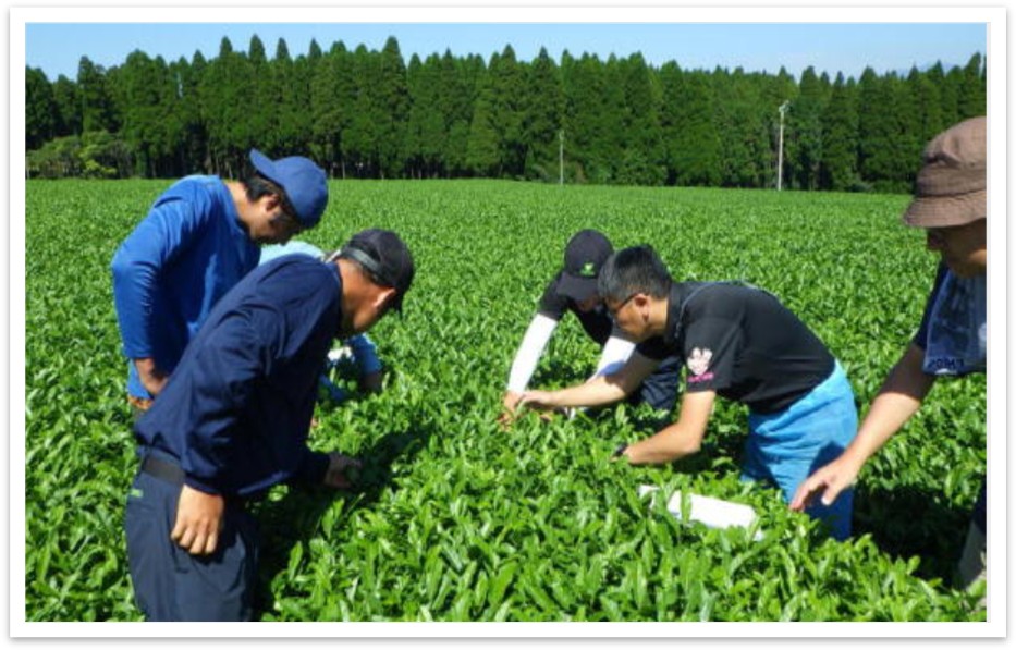 茶の調査を実施する様子