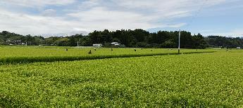 ほ場審査実施風景2