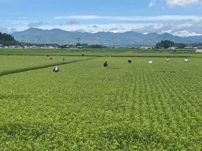 ほ場審査実施風景