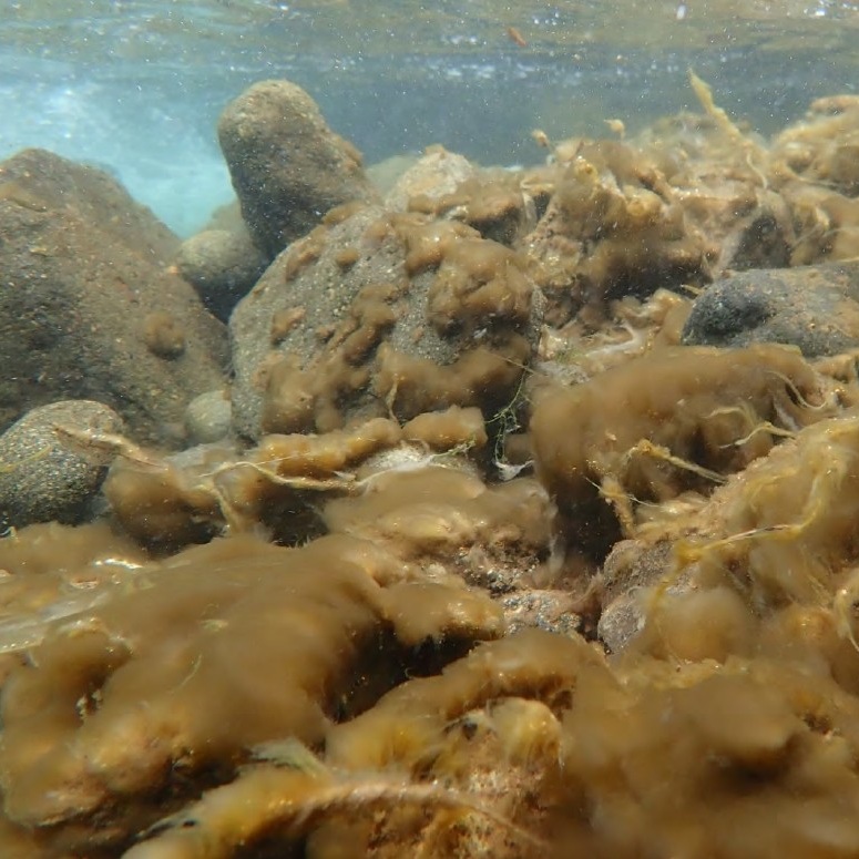 ミズワタクチビルケイソウ