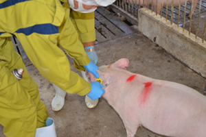 黄色い作業着を着た人が豚の耳の後ろに注射をしている写真
