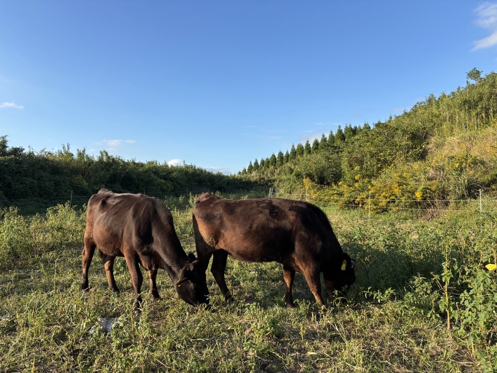 10月の放牧開始時の写真