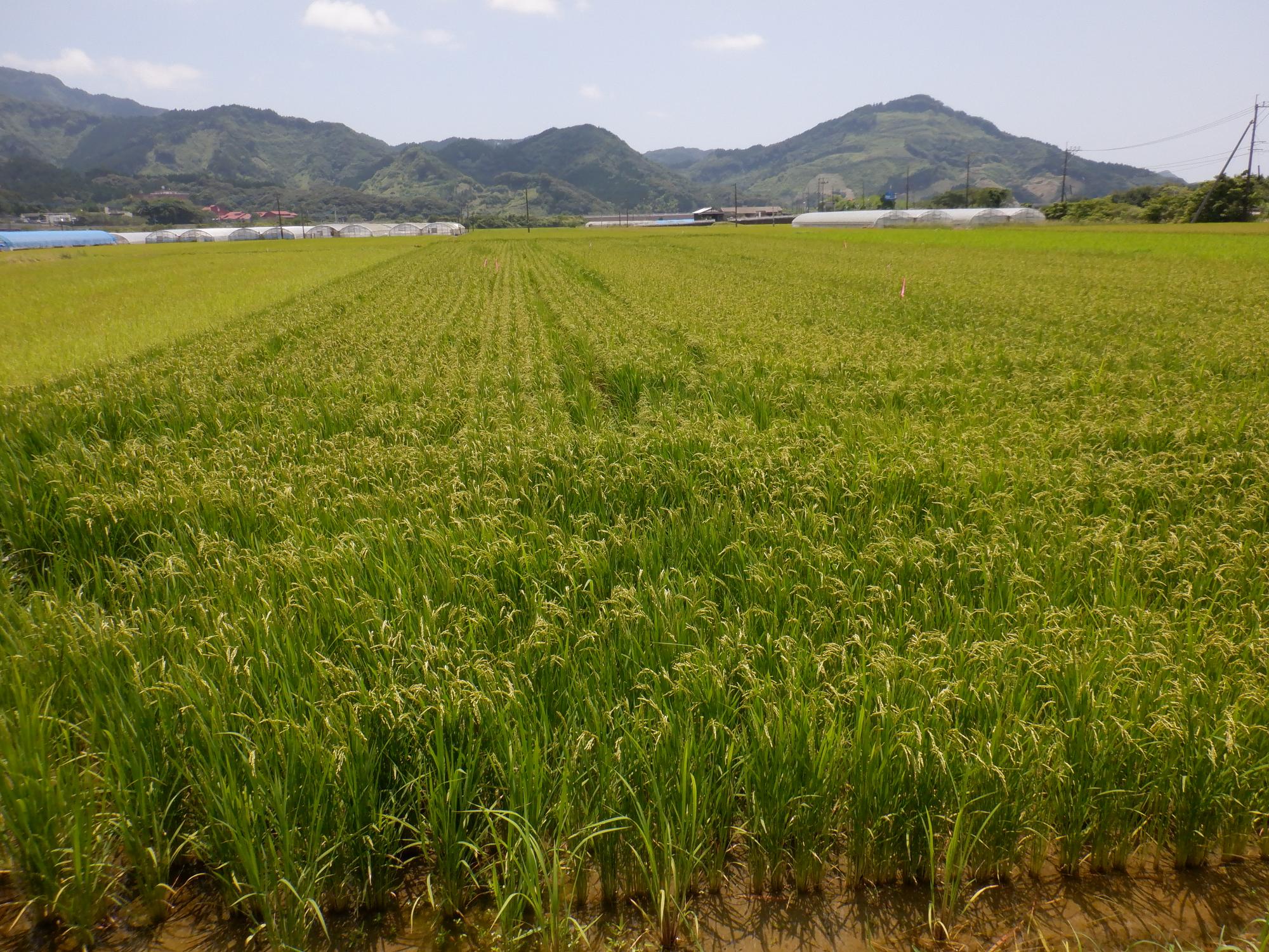 netowaku
