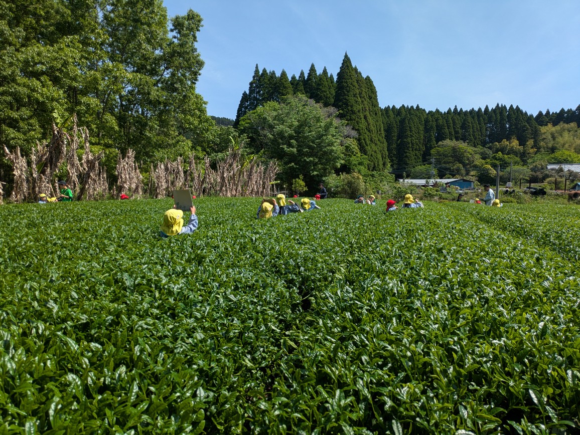 茶園での茶摘み体験