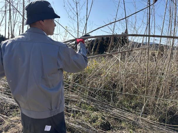 竹の撤去の様子2