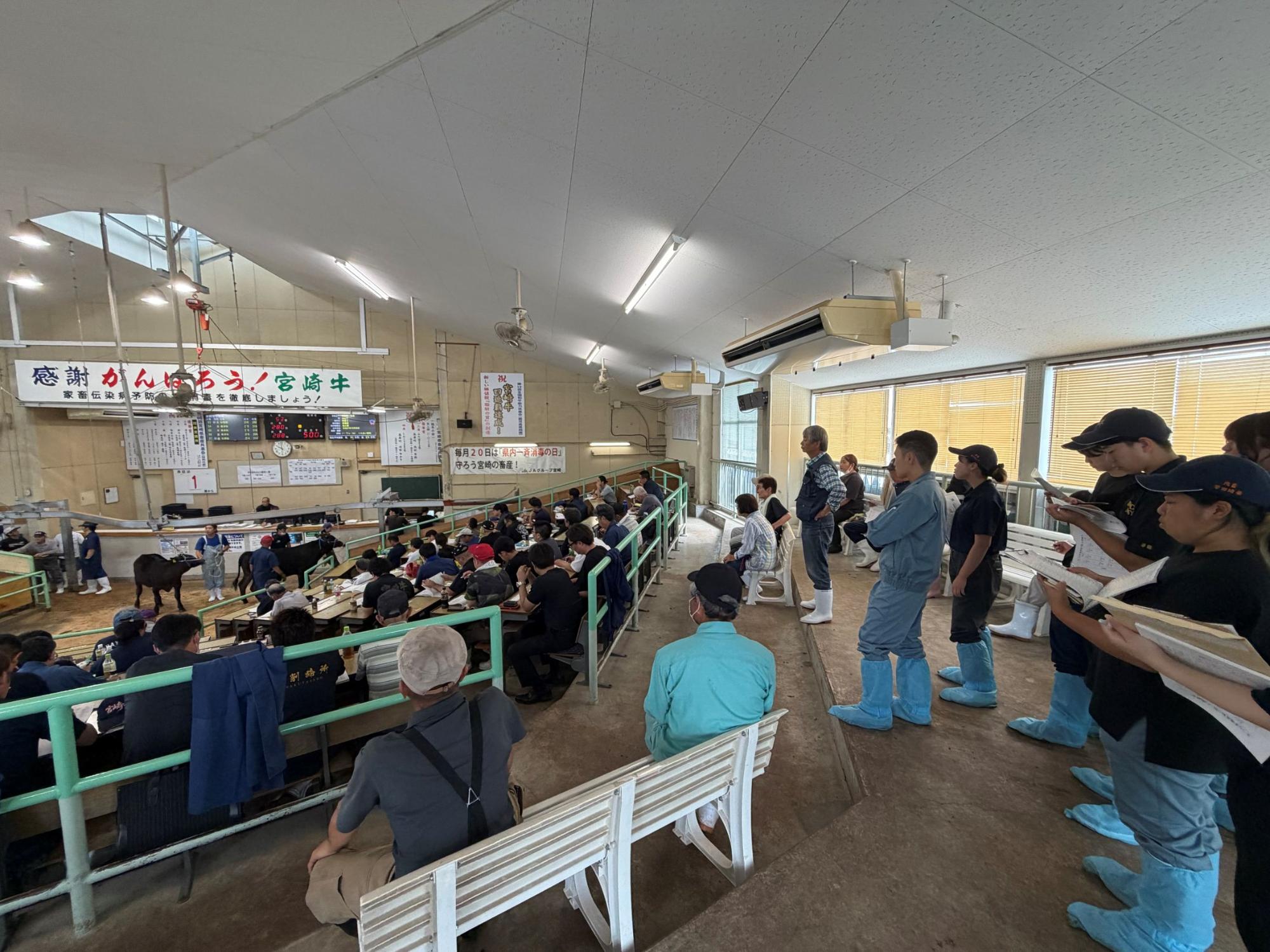 小林地域家畜市場の子牛セリを見学する岩手県農大生の皆さん（青いブーツカバー）