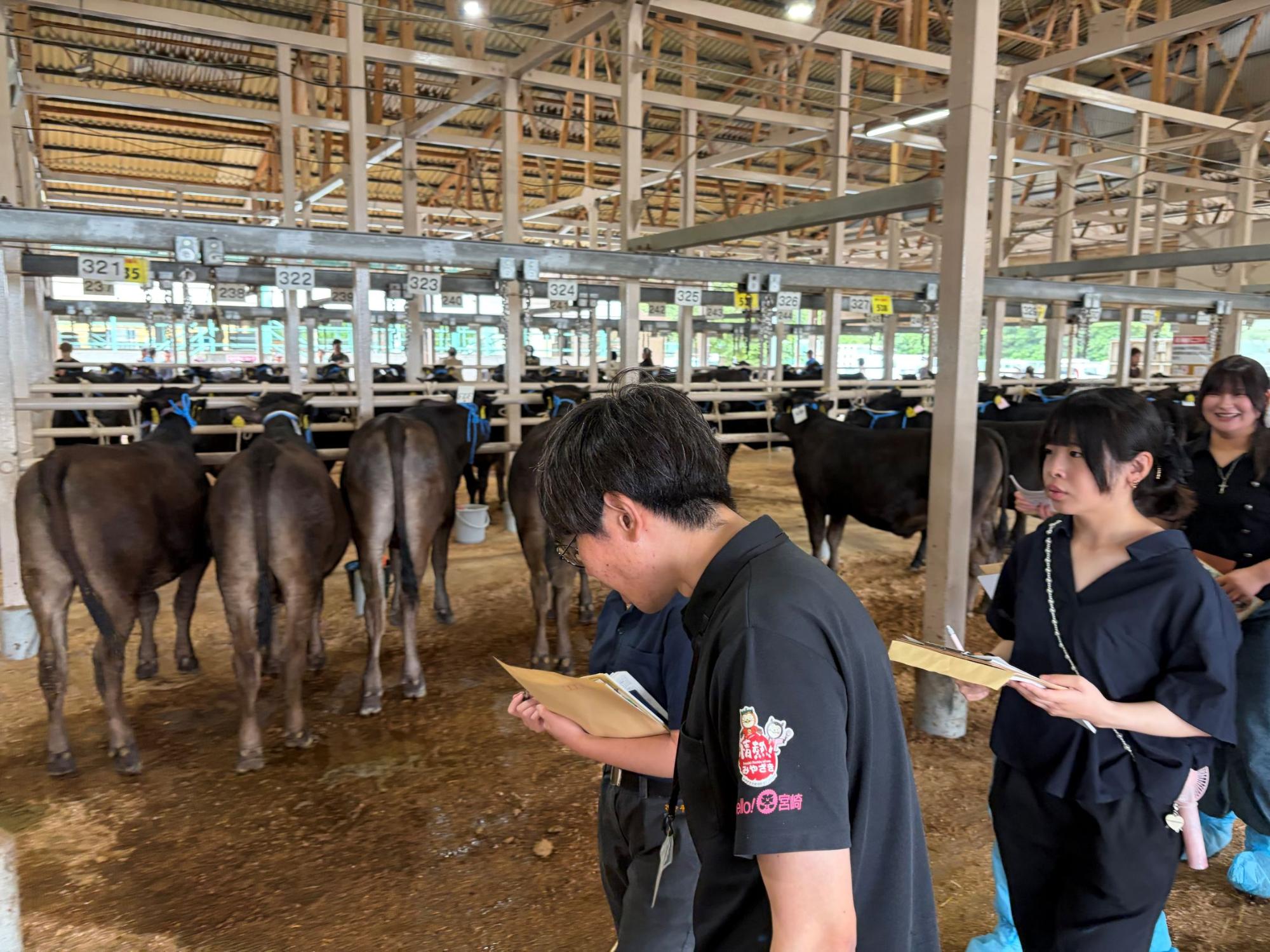 家畜市場内の子牛を見学