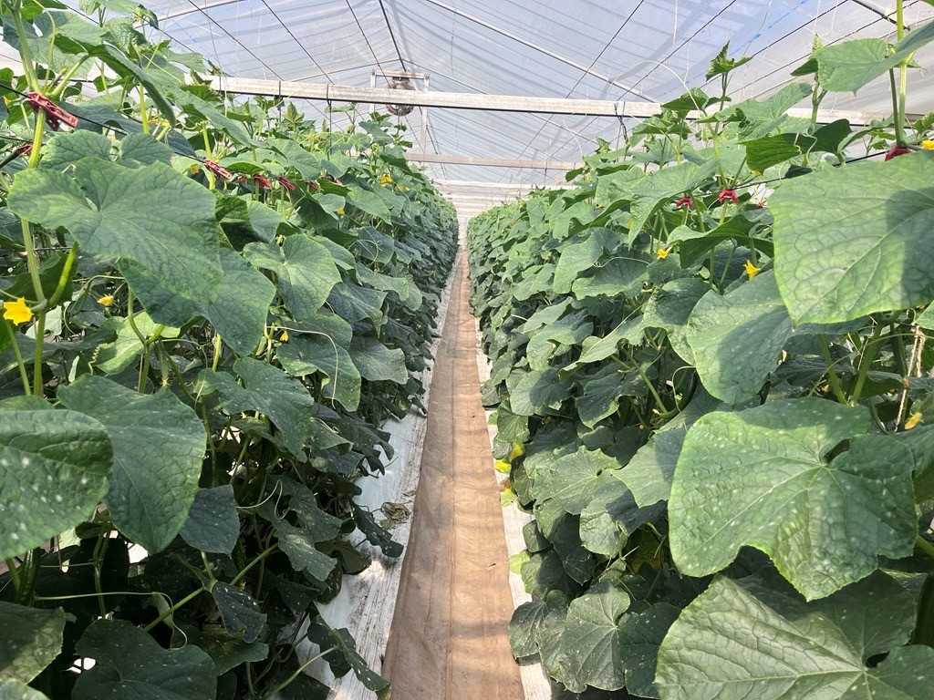 きゅうりの写真