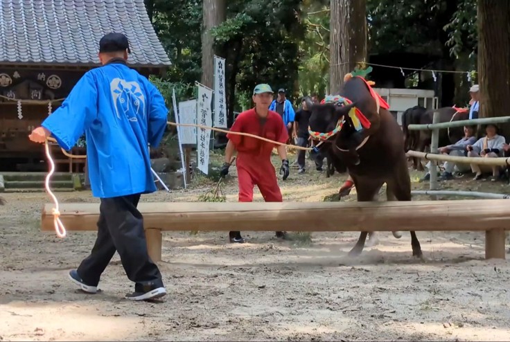 丸太を飛び越える牛の様子