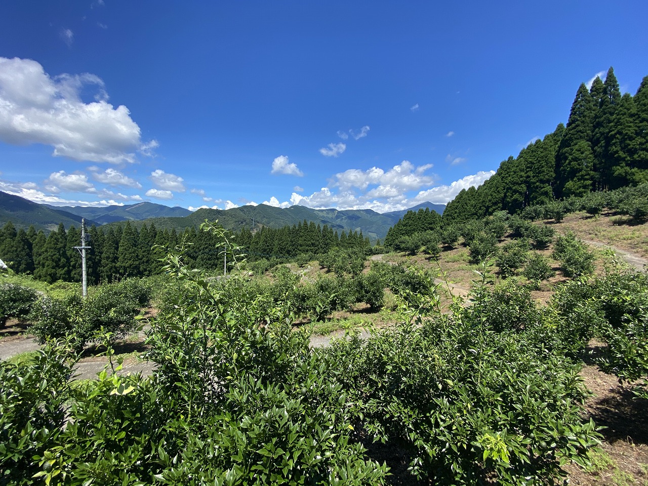 ゆず団地の風景