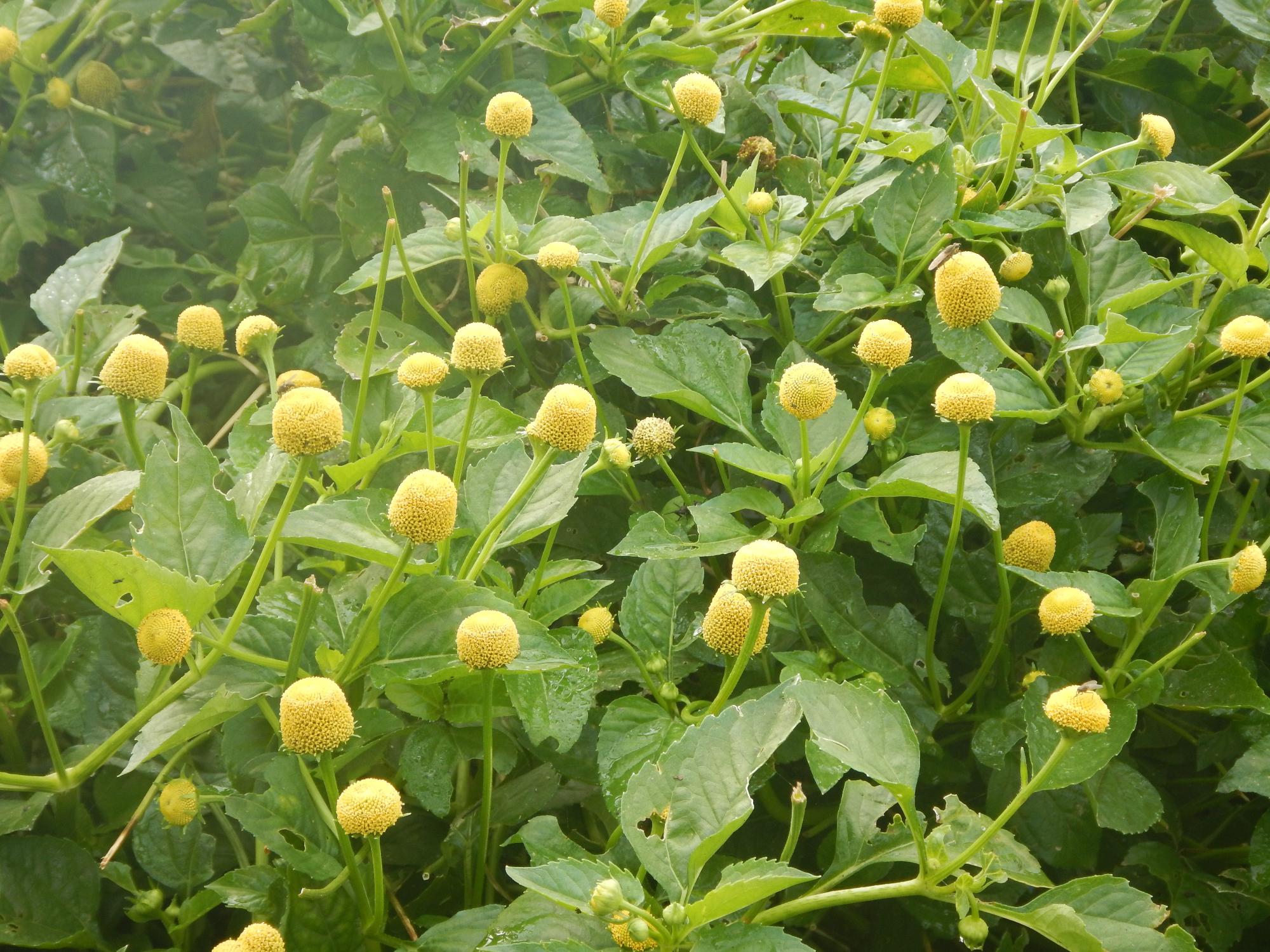 オランダセンニチ風景