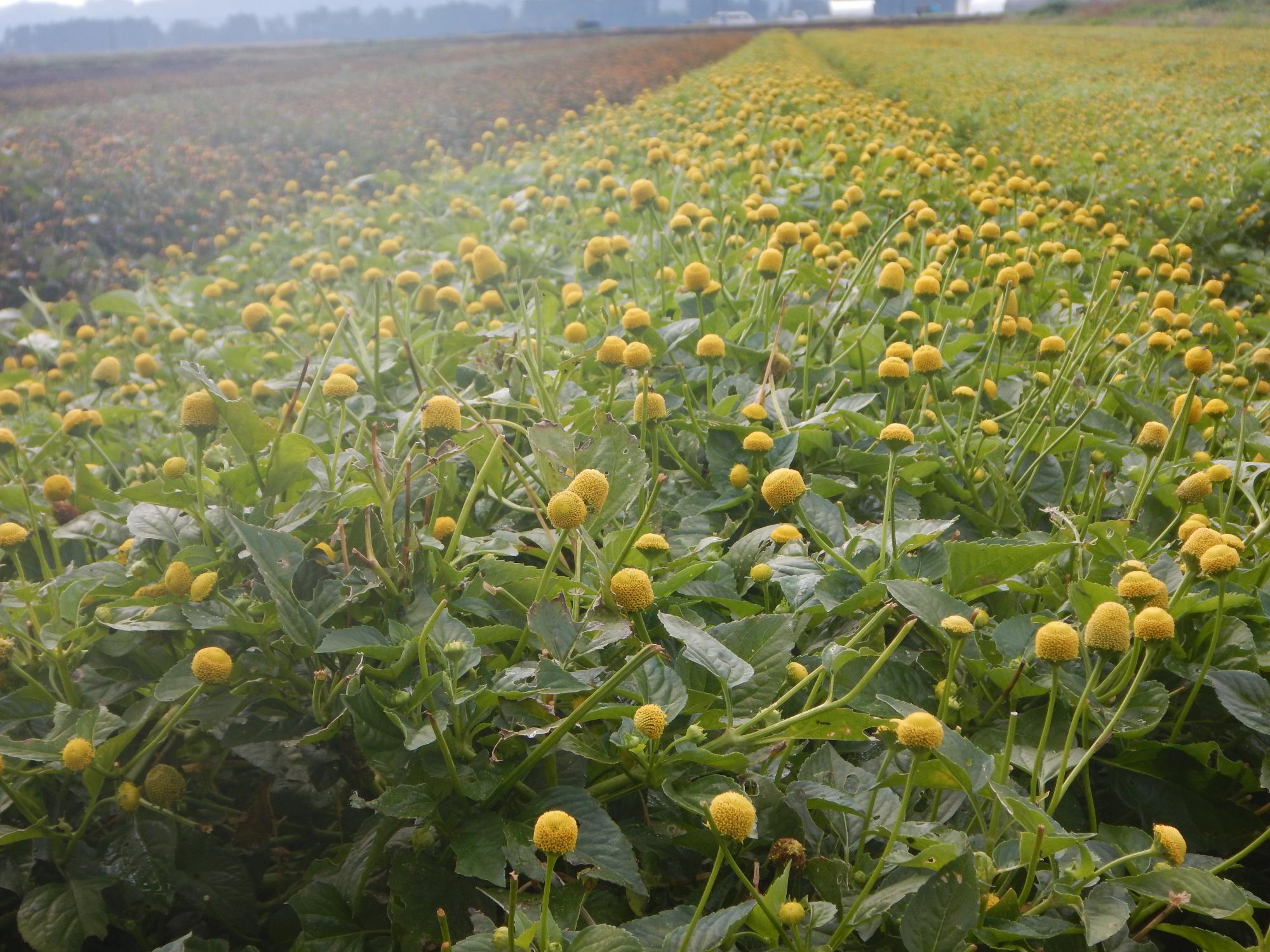 キバナオランダセンニチ風景