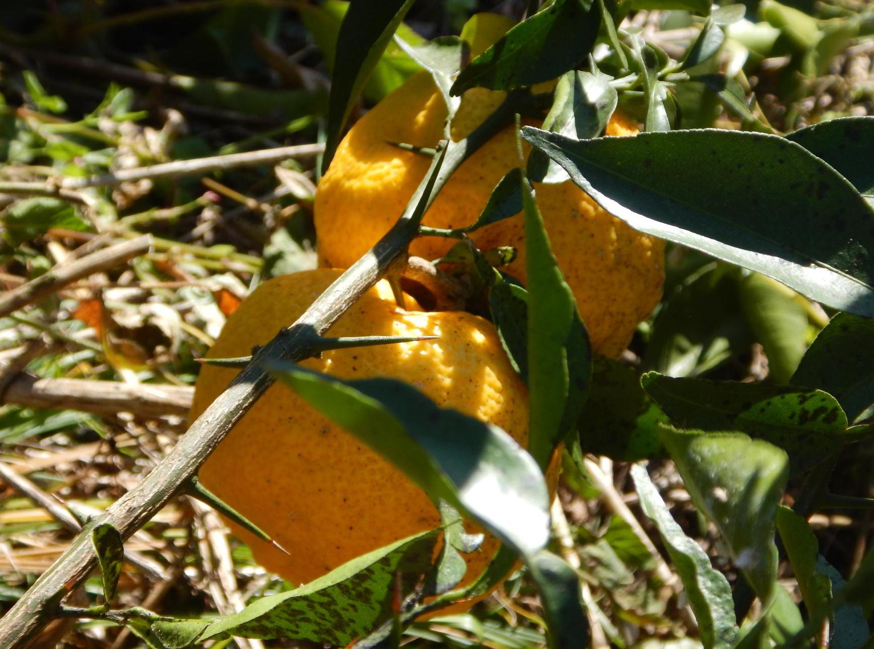柚子アップ風景