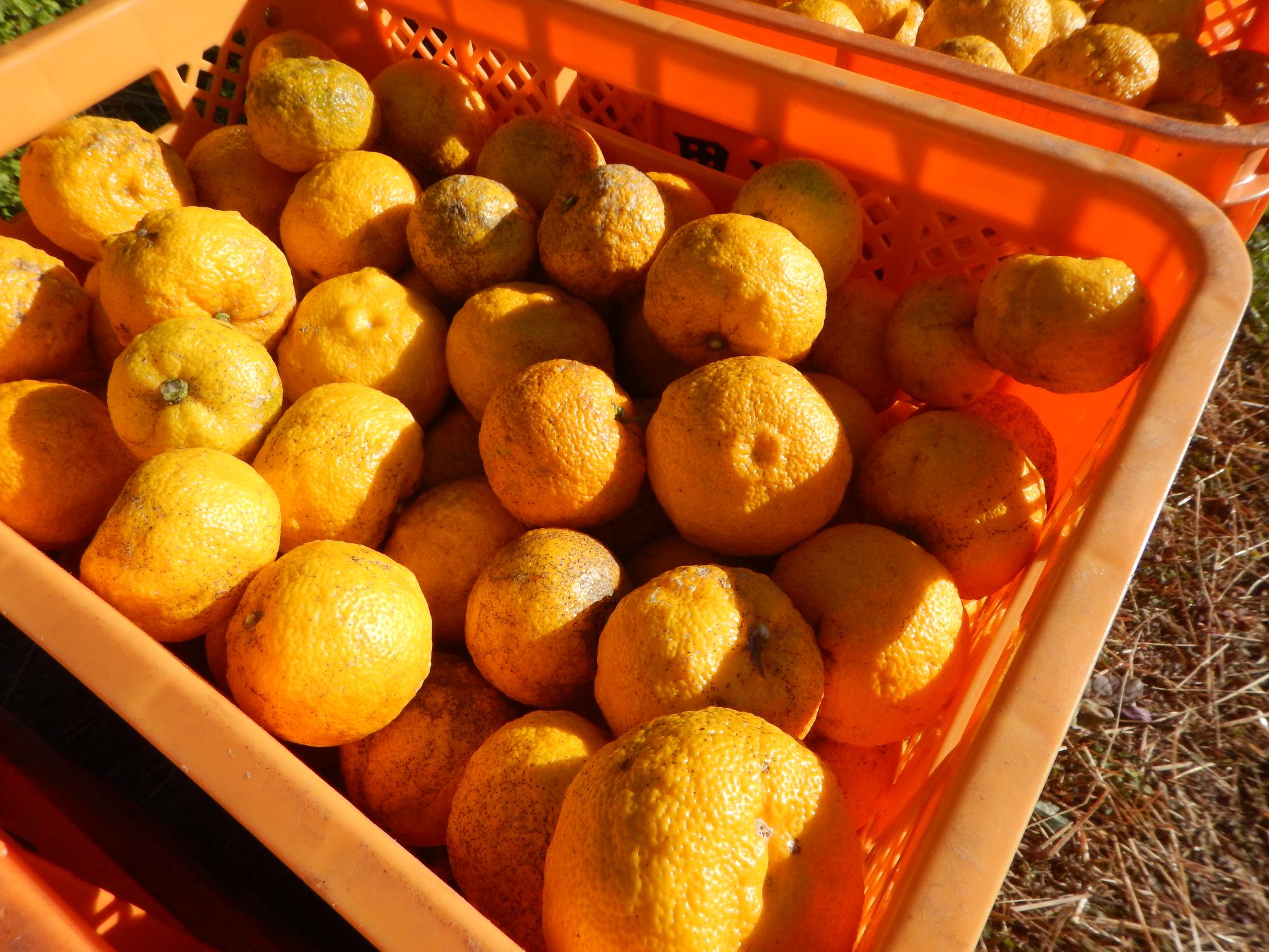 柚子アップ風景