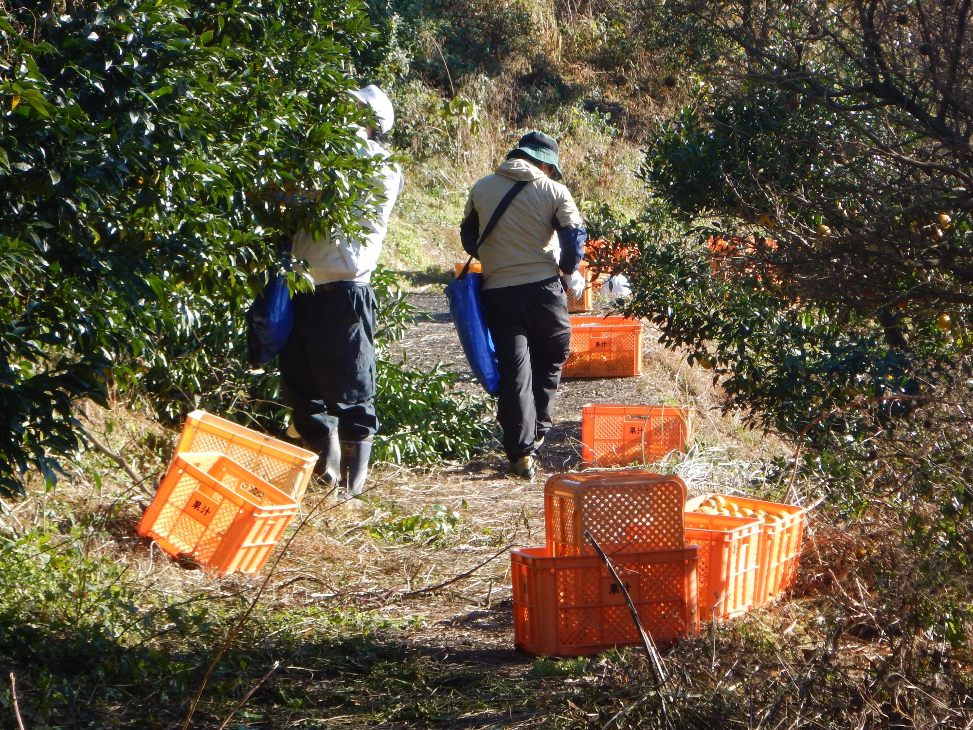 ゆず収穫の風景