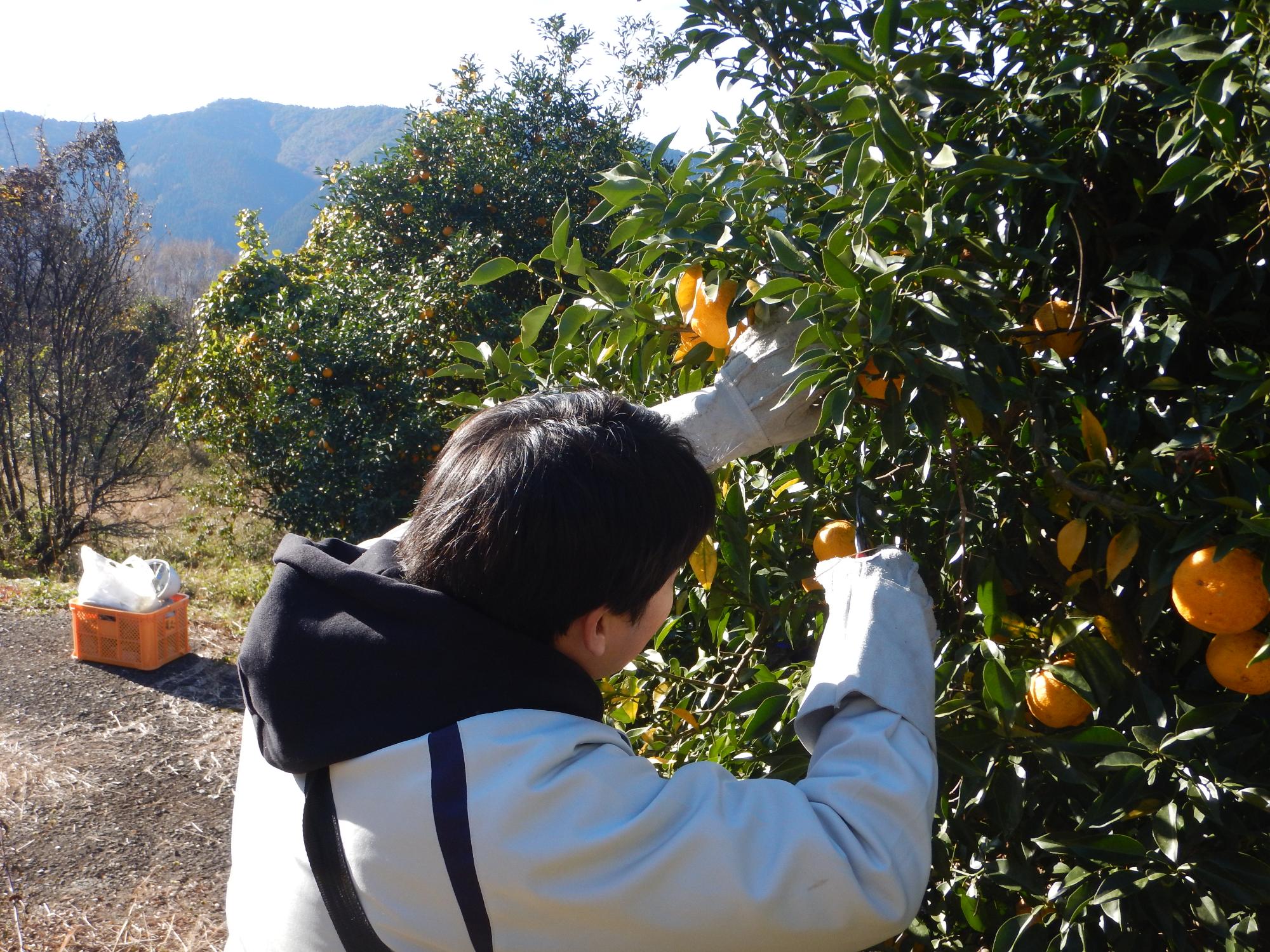 ゆず収穫の風景