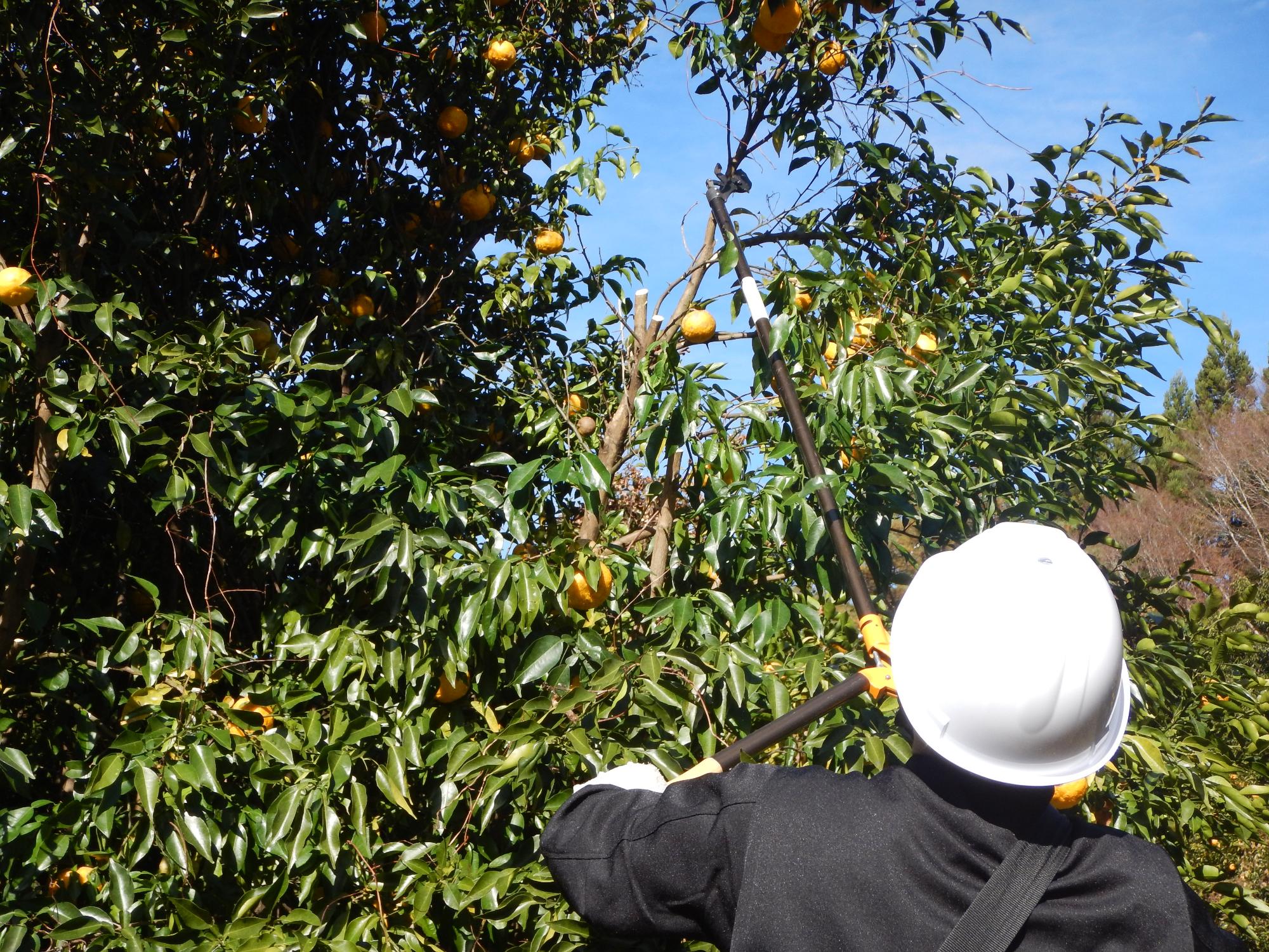 ゆず収穫の風景