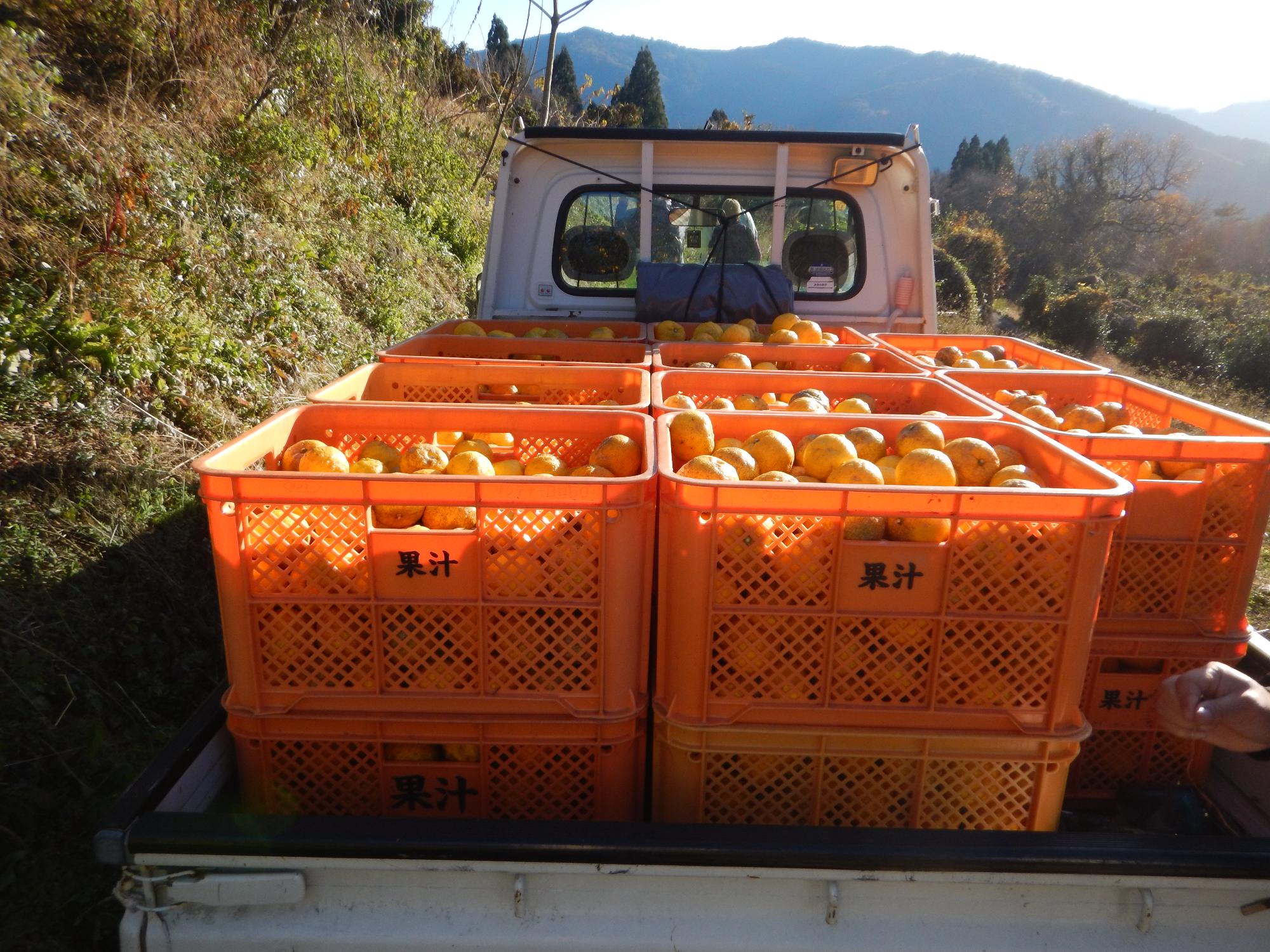 ゆず収穫の風景