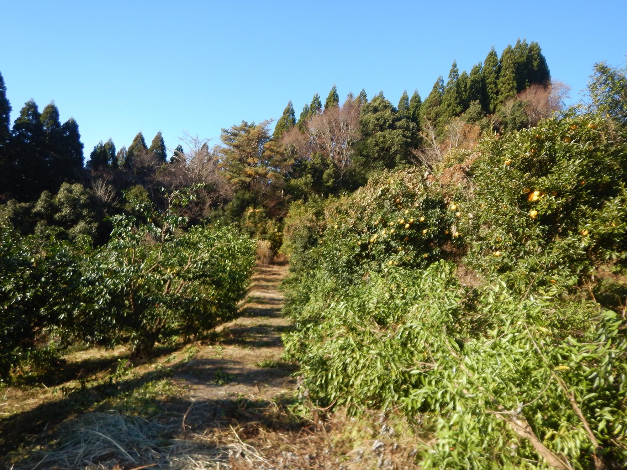 ゆず団地の風景