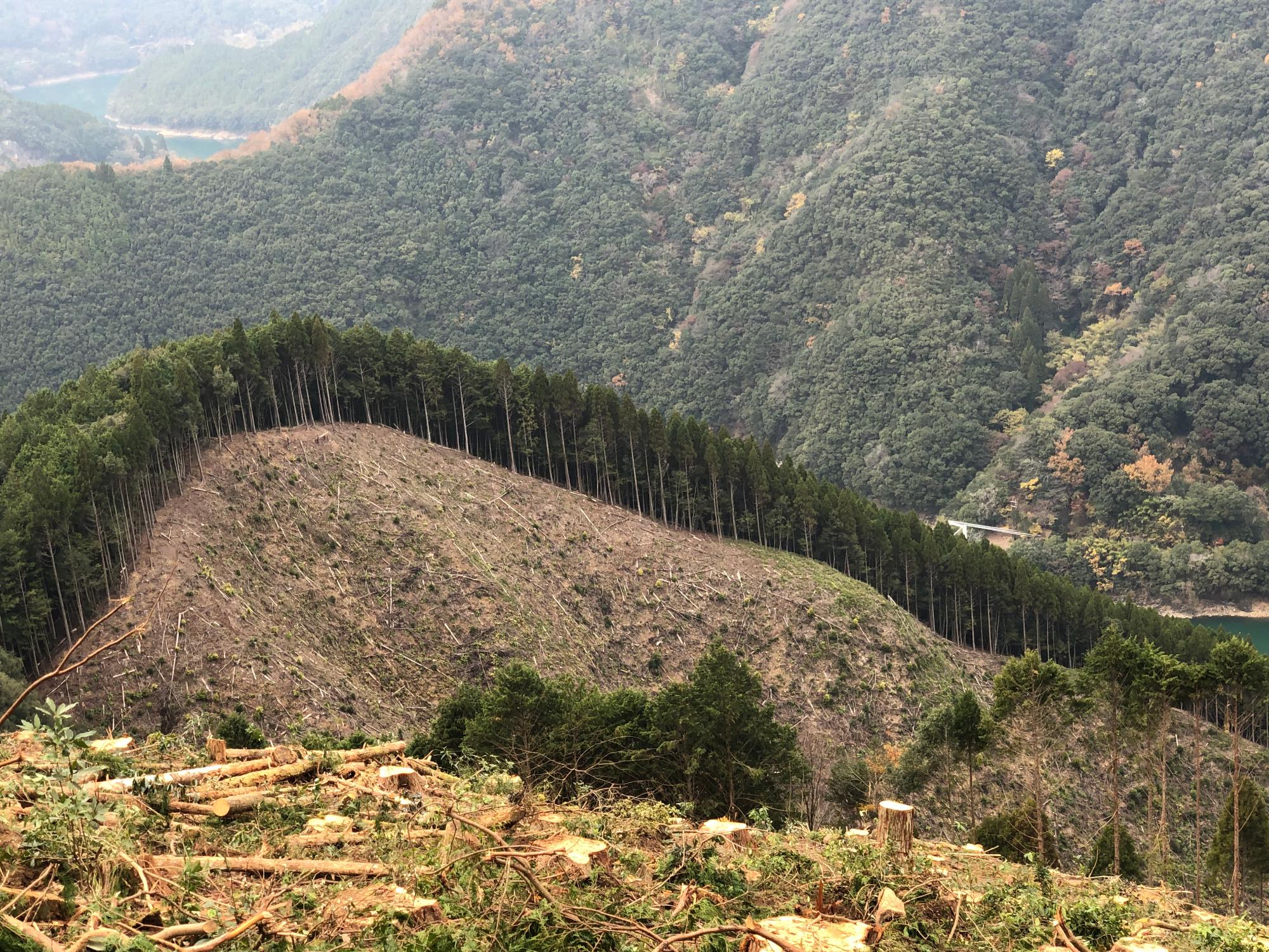 西都の伐採現場