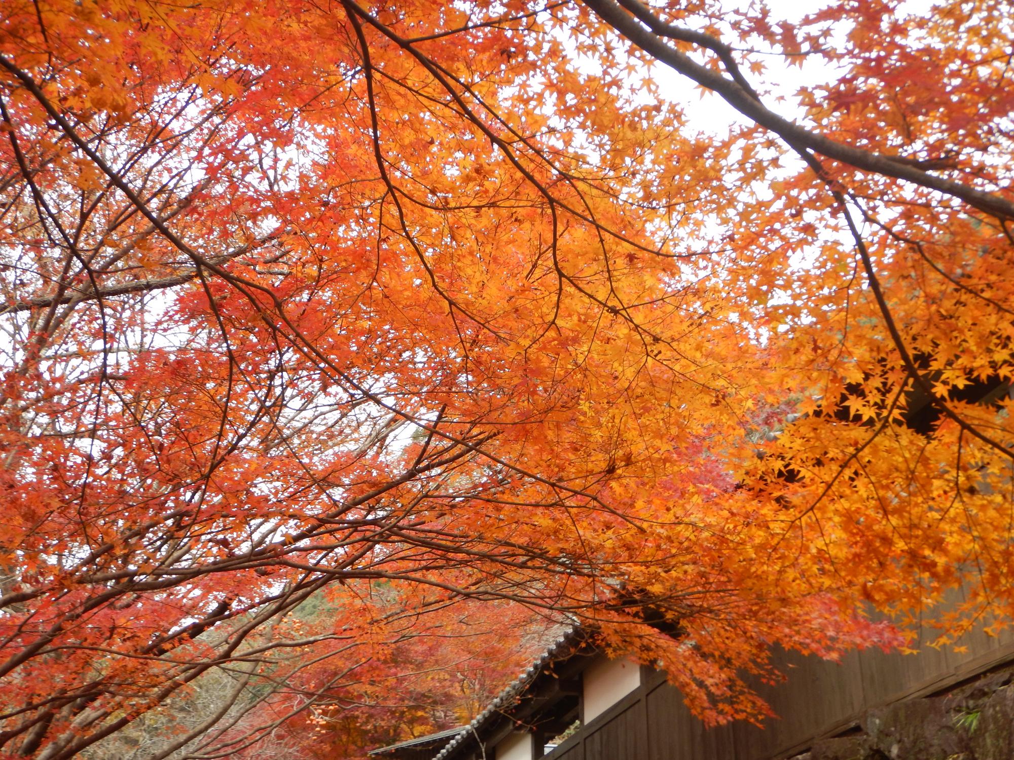 西米良村の風景