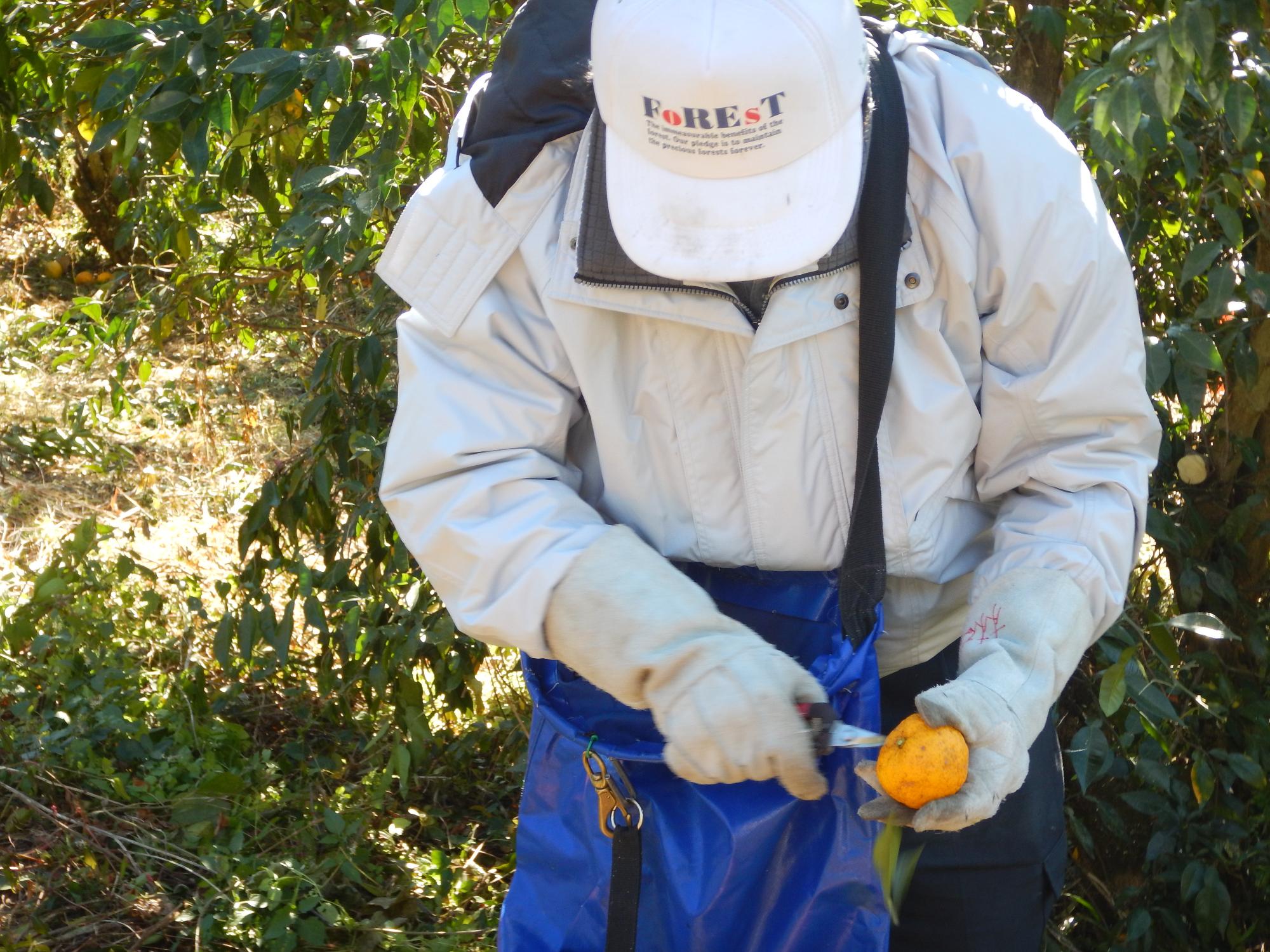 ゆず収穫の風景