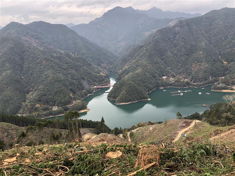 西都の伐採現場