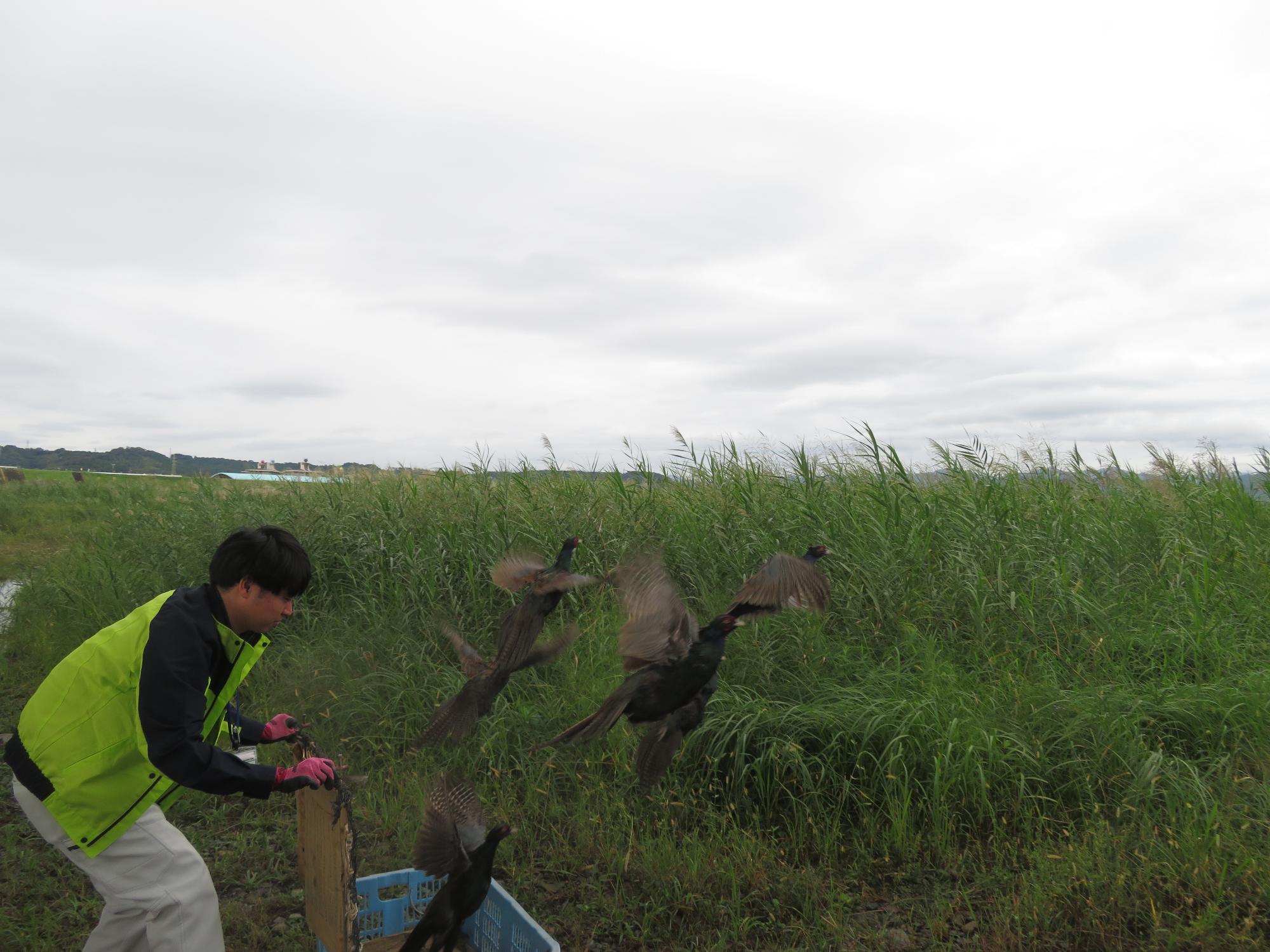 キジ放鳥（高鍋町）