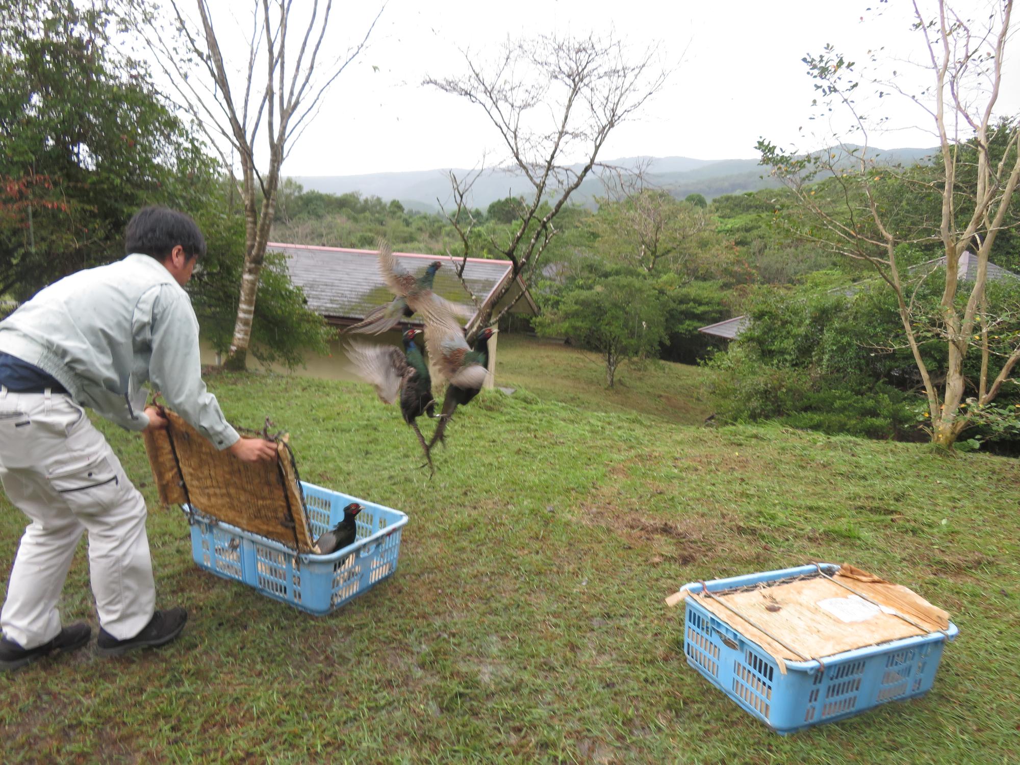 キジ放鳥（川南町）