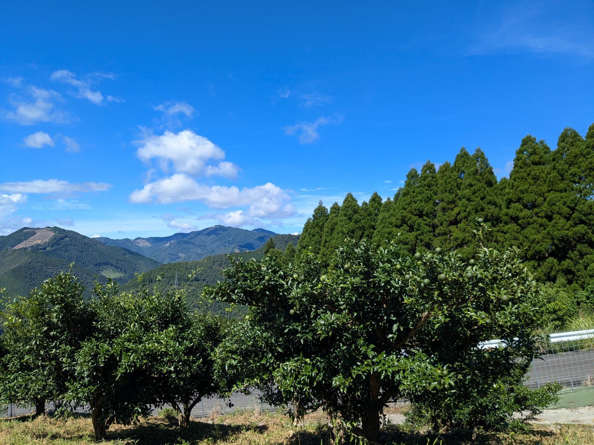 ゆず団地の風景