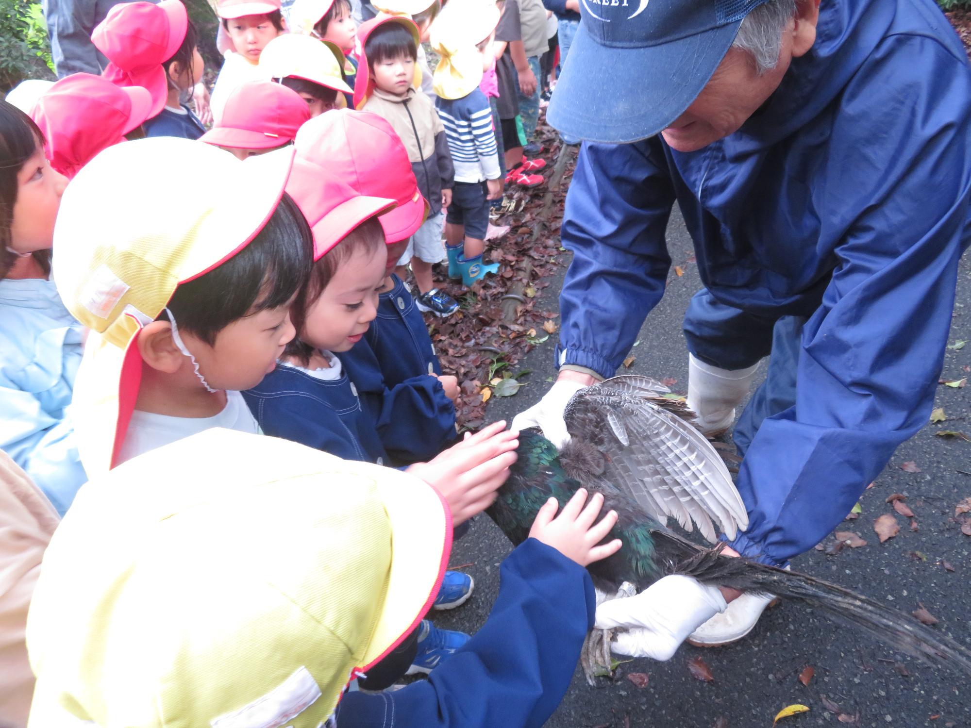 園児達がニホンキジに触れている様子