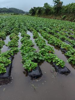 冠水したかんしょほ場2