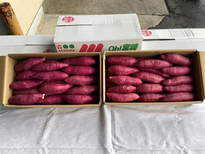出荷したかんしょ