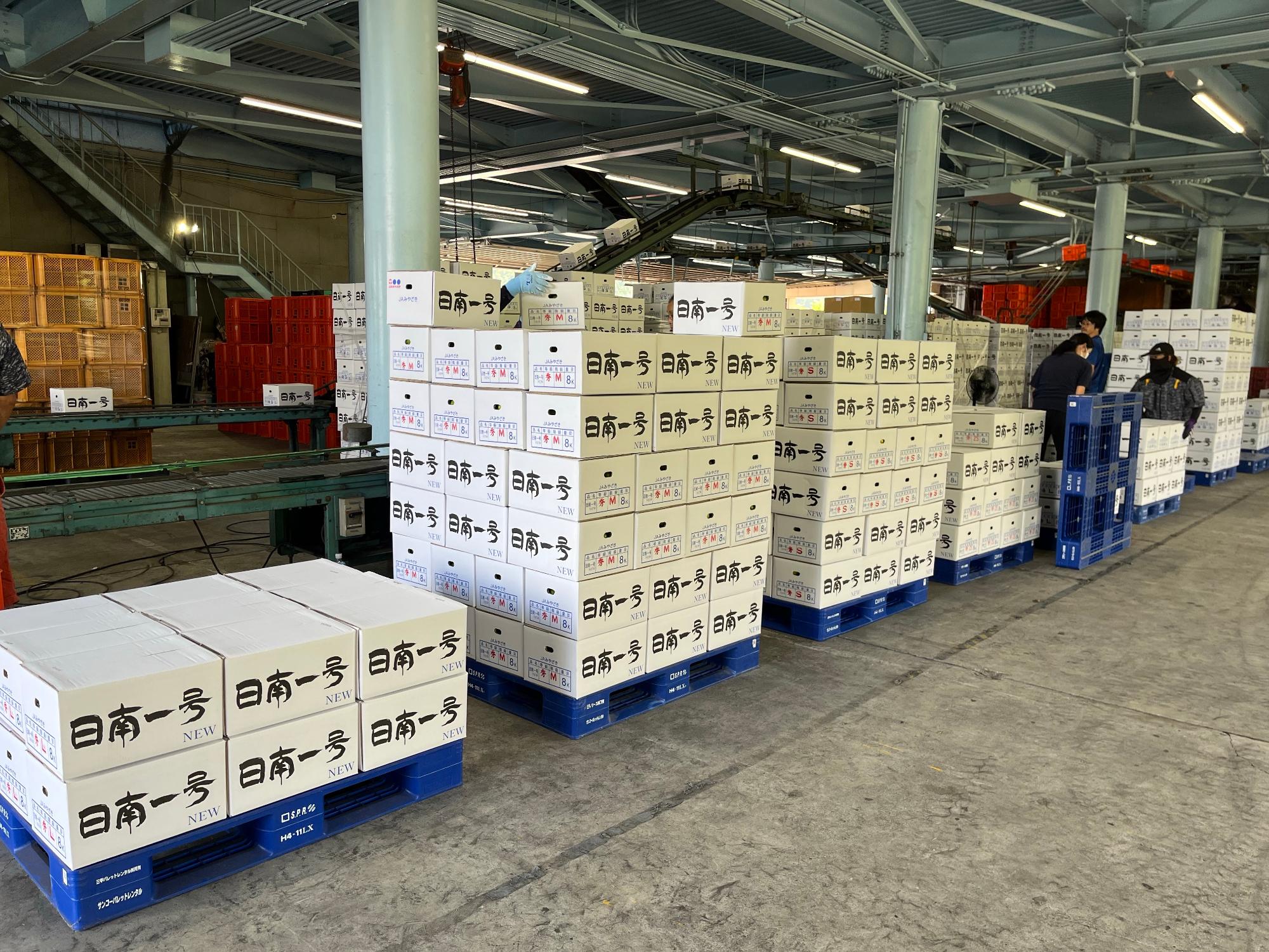 出荷直前の極早生みかん！