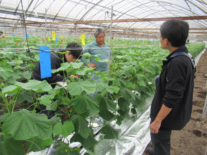 施設きゅうり栽培の支援