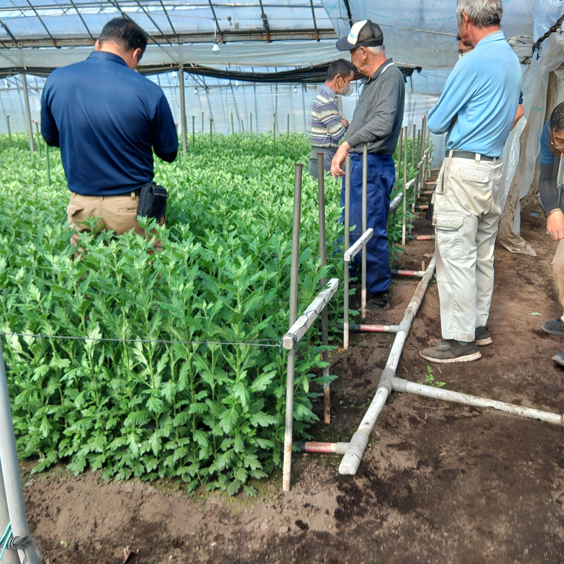 栽培状況について意見を交わす生産者と関係者