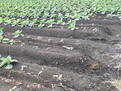 キャベツにおけるトビイロシワアリの被害ほ場