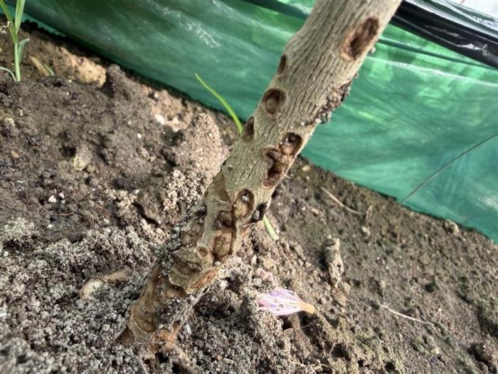 ナスにおけるトビイロシワアリの被害