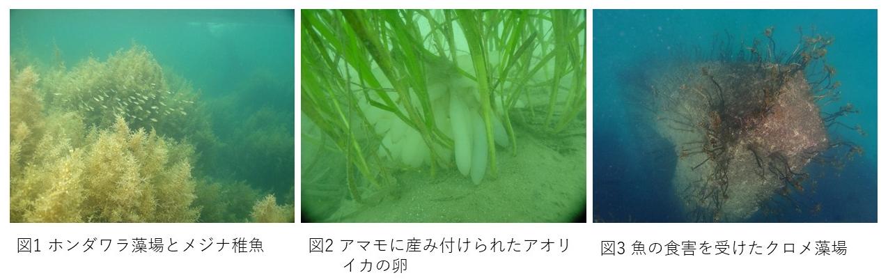 No805用図1