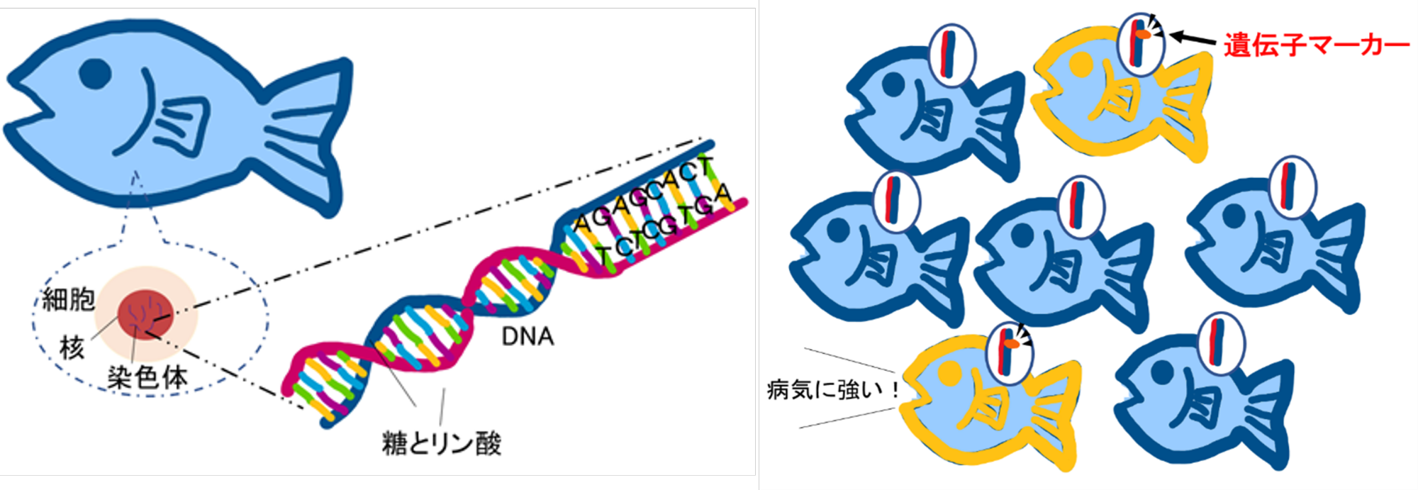 図2遺伝子マーカーのイメージ