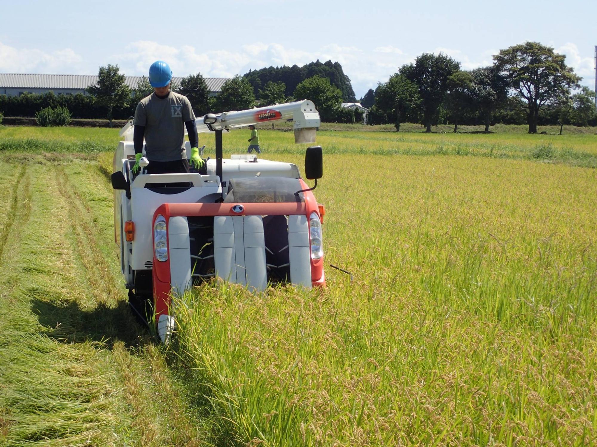 米の収穫風景