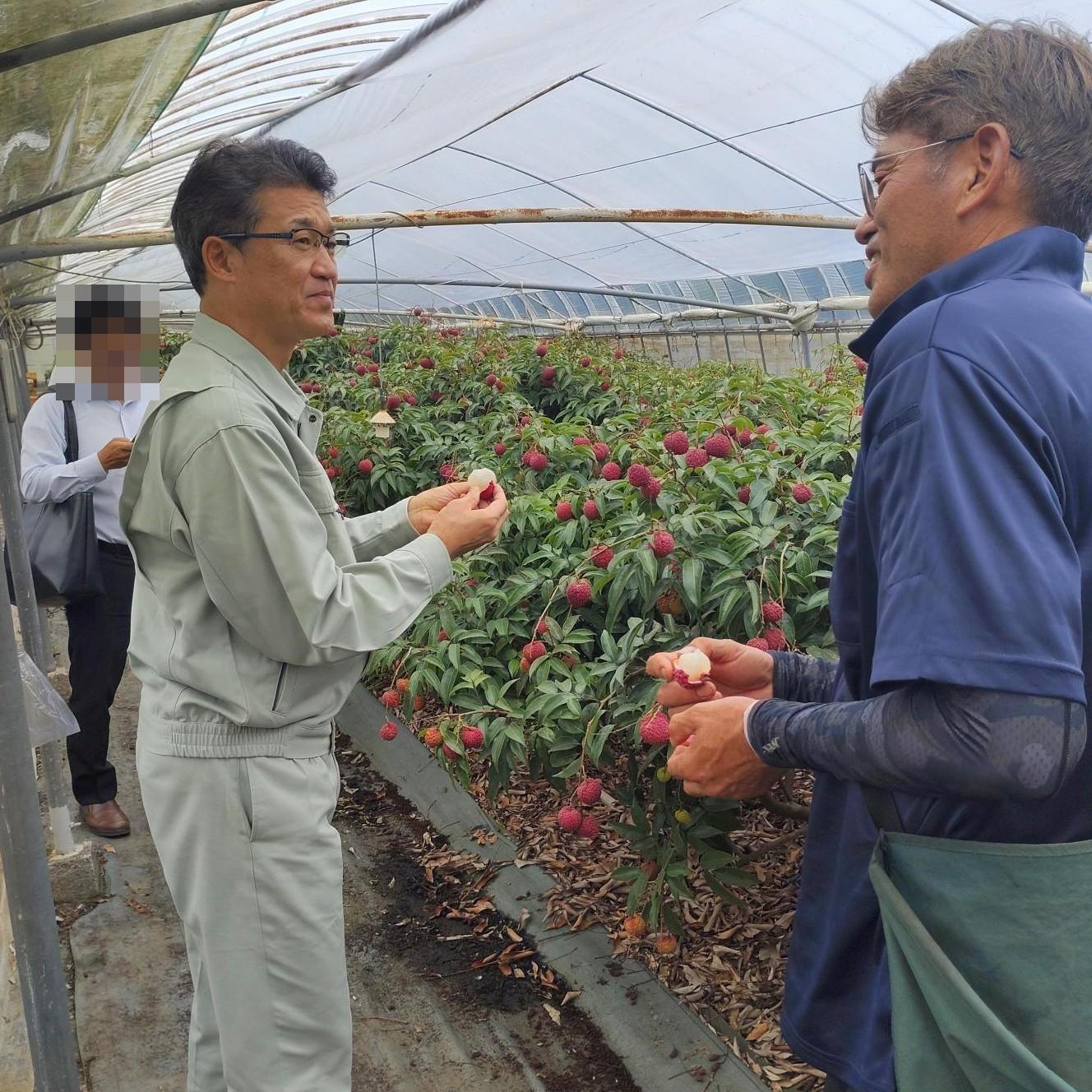 生ライチを試食する河野知事